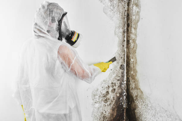 Best Office Mold Removal Services  in Sisco Heights, WA