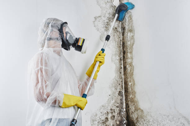Best Mold Remediation  in Sisco Heights, WA