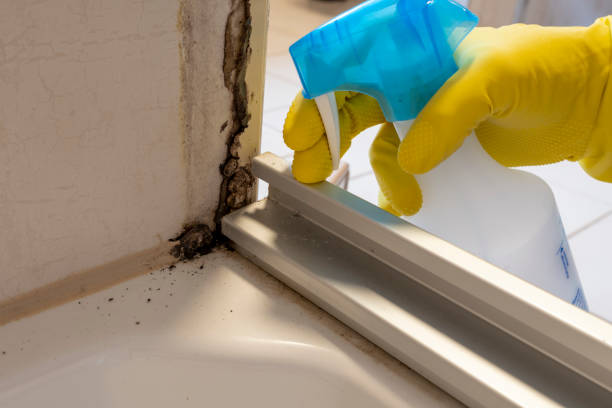 Best Black Mold Removal  in Sisco Heights, WA