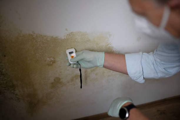 Best Emergency Mold Removal  in Sisco Heights, WA