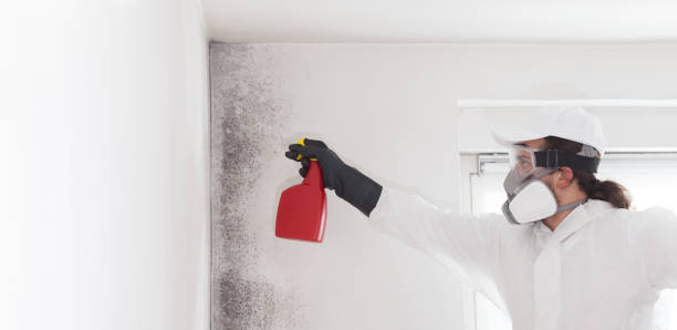 Best Mold Removal Specialists  in Sisco Heights, WA