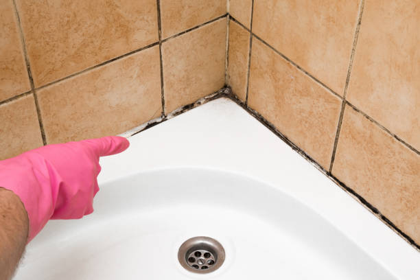 Best Commercial Mold Removal  in Sisco Heights, WA