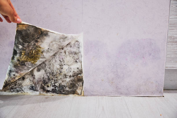 Best Fast Mold Removal  in Sisco Heights, WA